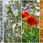 Winter, spring, summer, autumn. Four seasons.