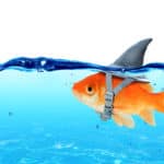 A goldfish wearing a fake shark outfit, representing ambition.