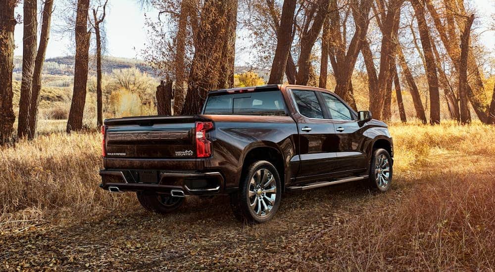 A brown 2019 Chevy Silverado 1500, which wins when comparing the 2019 Chevy Silverado vs 2019 Ford F-150, is parked in front of trees and tall grass. 