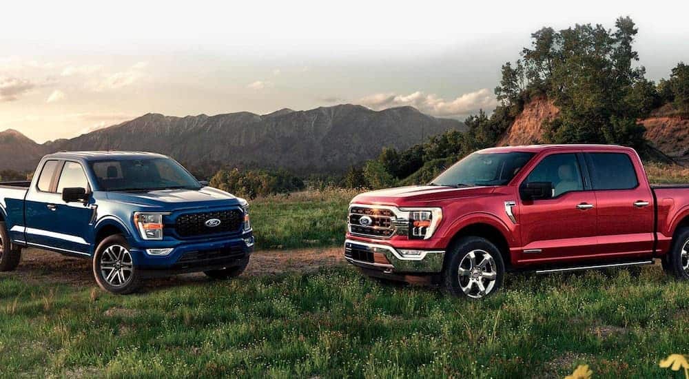 A red and a blue 2021 Ford F-150 are angled towards each other and parked in a field.