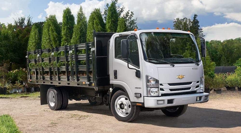 A white Chevy Low Cab Forward flatbed is filled with trees at a garden center.