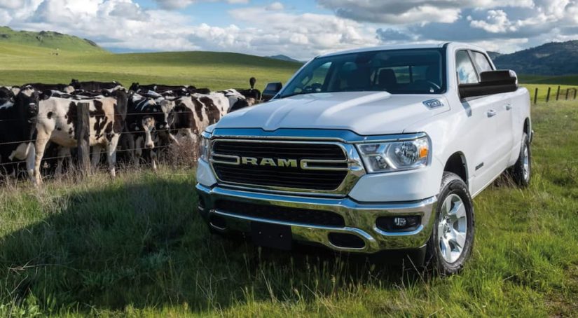 A white 2021 Ram 1500 is parked in a field with cows.