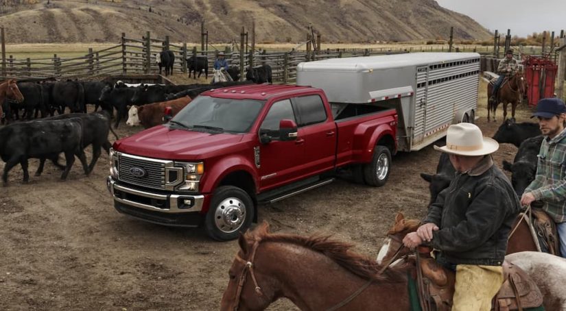 A red 2022 Ford Super Duty is shown towing a closed trailer on a cow farm.