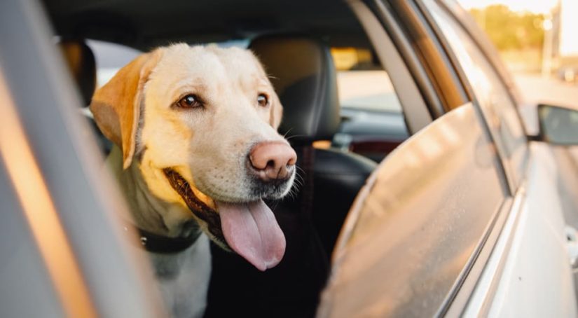 A dog is shown looking out of an open car window.