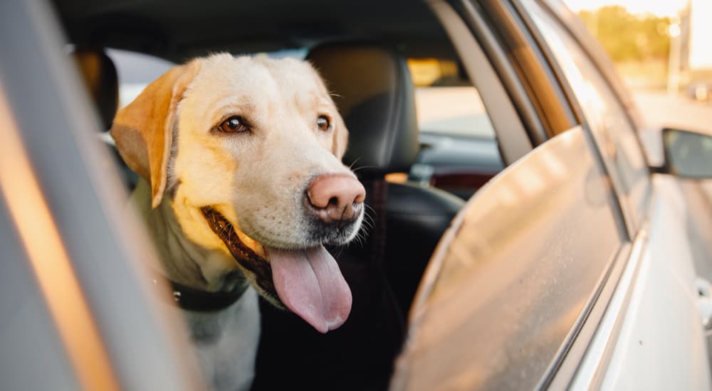7 of the Best SUVs for Dogs (and Their Owners)
