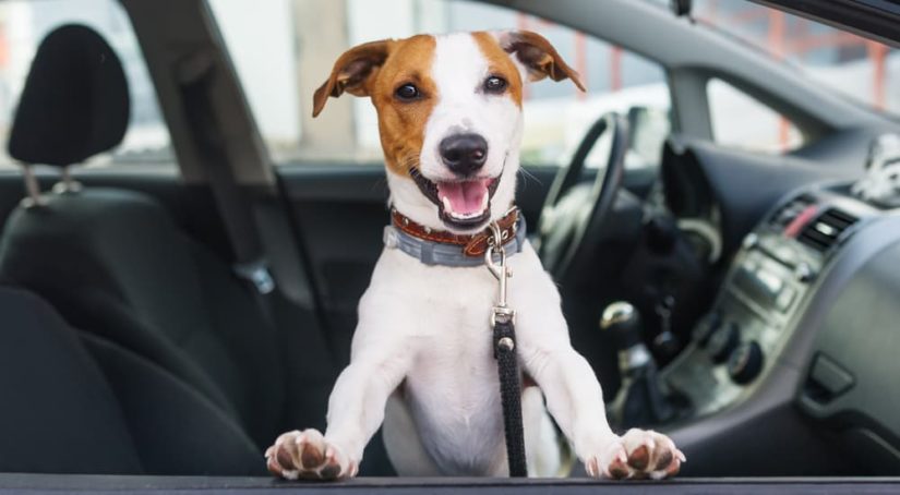 A dog is shown in the front seat of a car.