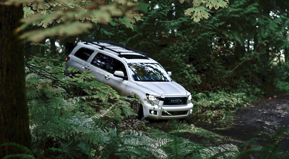 A white 2022 Toyota Sequoia is shown driving through the forest.