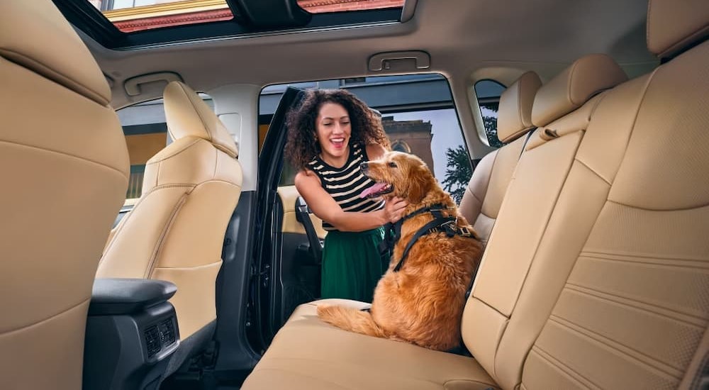 A dog is shown sitting in the tan interior of a 2025 Toyota RAV4.