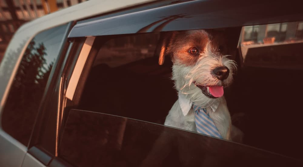 A dog is shown sitting in the backseat of a vehicle.