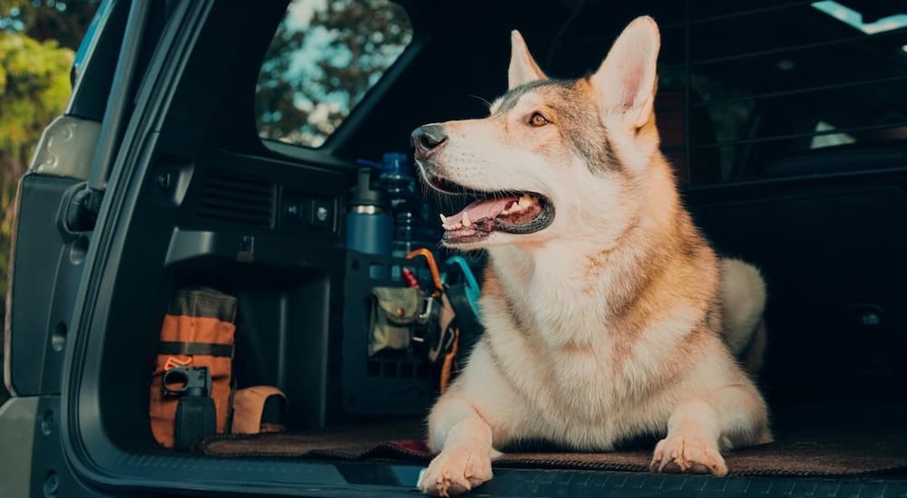 A dog is shown laying down in the rear cargo area of a 2026 Honda Passport.